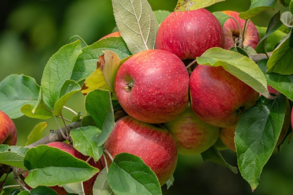 Ensuring Value for Money: Tips for Buying Apple Trees Online